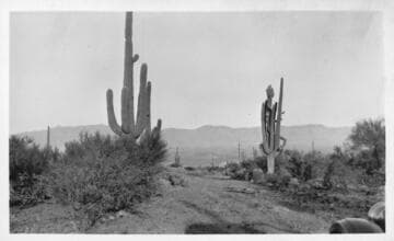 Carnegia gigantea in its native habitat