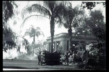 Transplanting aricastrum palm