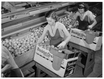 Orange packers, San Fernando Heights Citrus Packing House, Los Angeles County. 1938