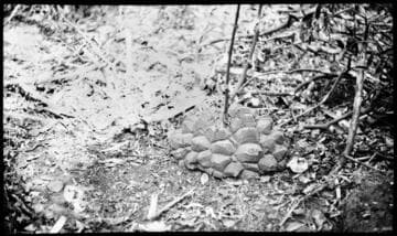 Plant specimen in Mexico, circa 1912