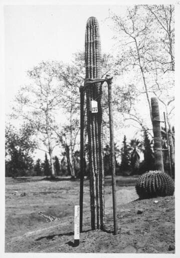 Pachycereus ruficeps transplanted