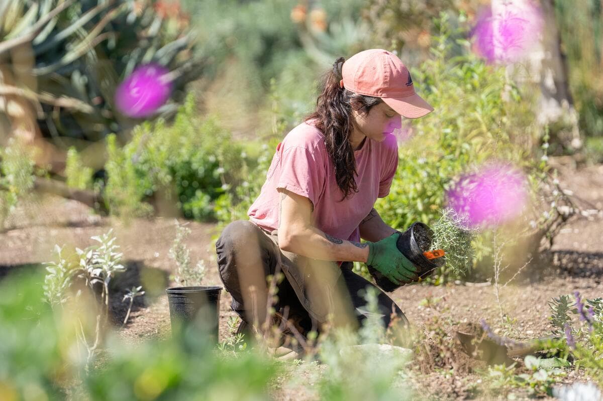 A person in a pink shirt and light orange cap kneels in a garden, about to plant a root ball.