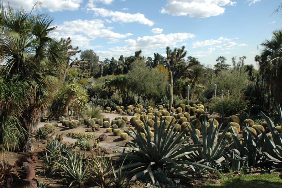 Desert Garden