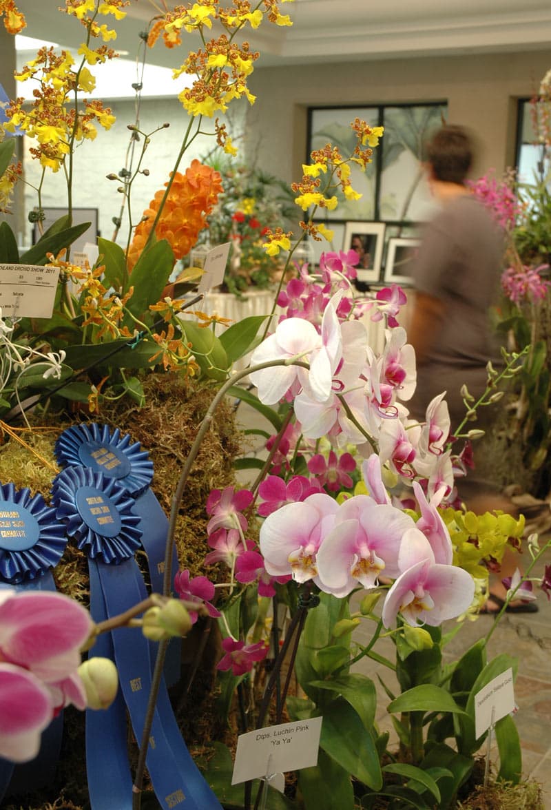Orchid show display
