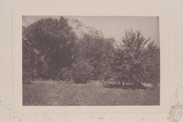 Orchard of John D. Lee ranch. Property of the Grand Canyon Cattle Co. Z