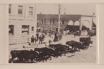 Charles Spencer's ox team in Flagstaff