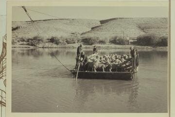 Hanks Ferry; Sands Wash Ferry. Roy Thompson crossing a band of sheep