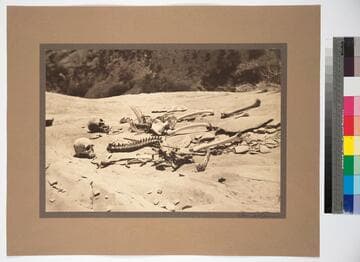 View of two human skeletons in Canyon del Muerto, Arizona