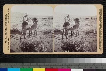 A man standing with two mules, in a harvested corn field