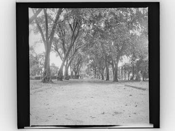 Tree-lined road next to fence