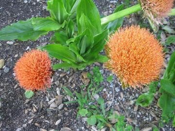 Scadoxus hybrid