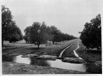 Irrigating orange orchards the “old way”