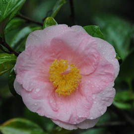Camellia 'Henry E. Huntington' Camellia 'Henry E. Huntington'