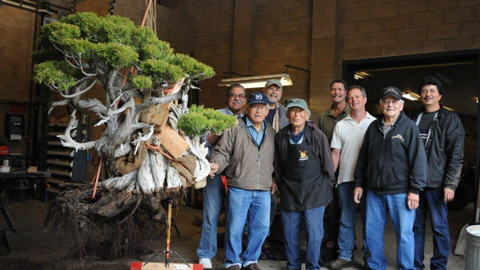 Staff prepare a California Juniper for the bonsai show Staff prepare a California Juniper for the bonsai show