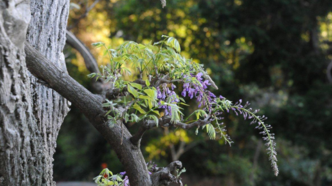 Wisteria in the Japanese Garden Wisteria in the Japanese Garden