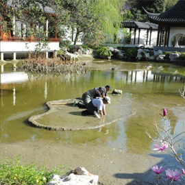 Crews working on the pond in the Chinese garden Crews working on the pond in the Chinese garden