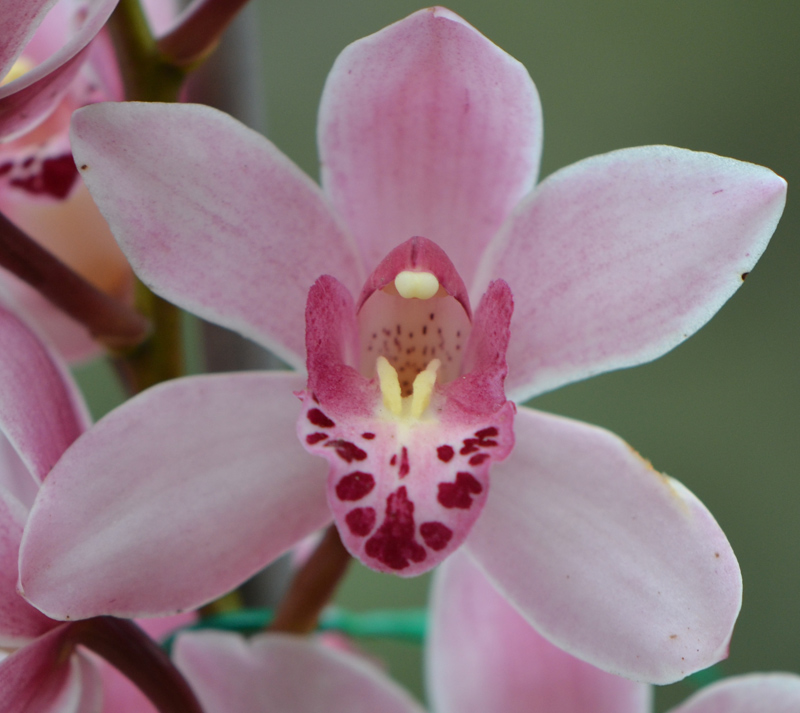 Cymbidium-2012-0208-B Cymbidium