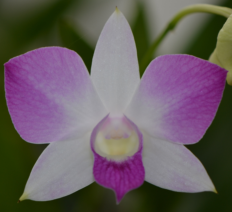 Dendrobium-2012-0208-E Dendrobium