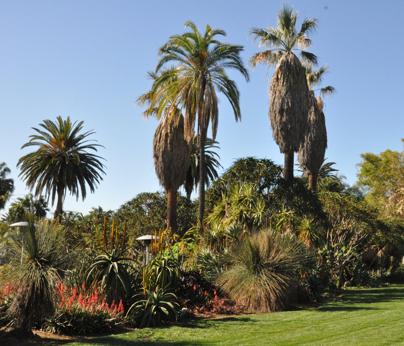 View of a section of the garden where the Desert Garden and Jungle Garden merge with a lawn. View of a section of the garden where the Desert Garden and Jungle Garden merge with a lawn.