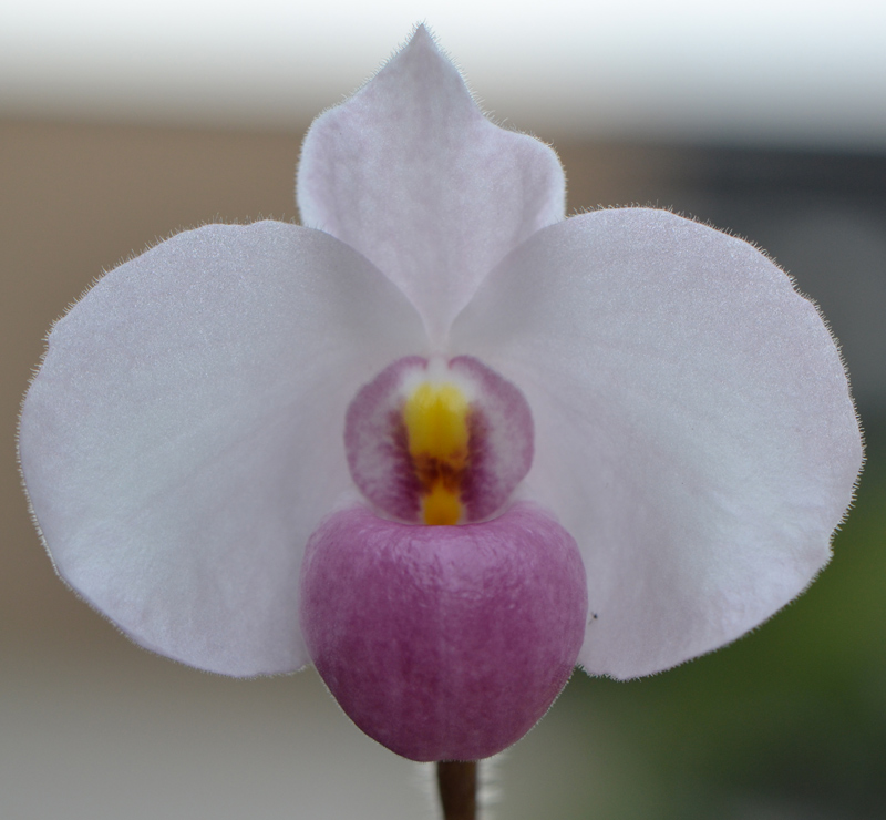 Paphiopedilum-2012-0208-D Paphiopedilum