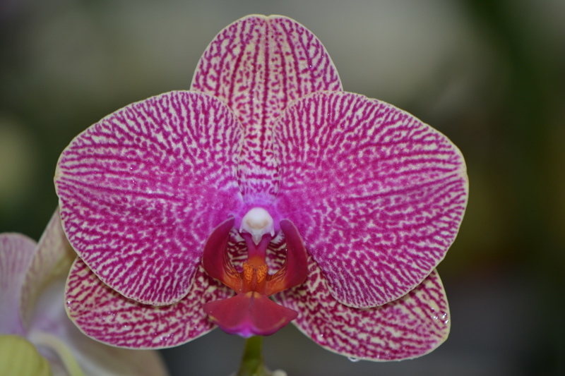 Phalaenopsis-2012-0208 Pink Phalaenopsis