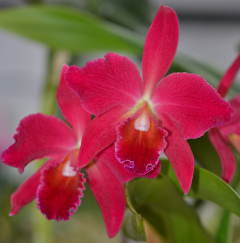 Potinara-2012-0208-C Potinara