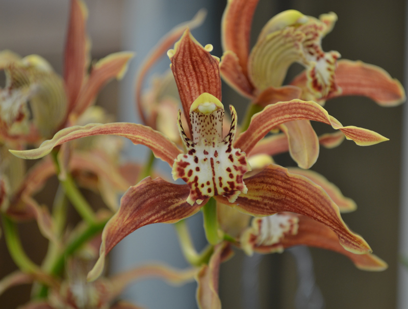 SG-Orchidist-B Orchid on display