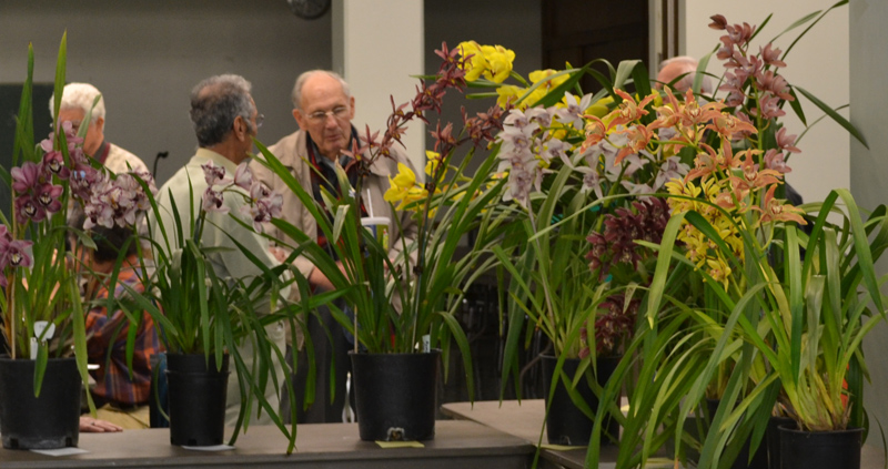 SG-Orchidist-Banner Orchid hobbyists at an orchid meeting