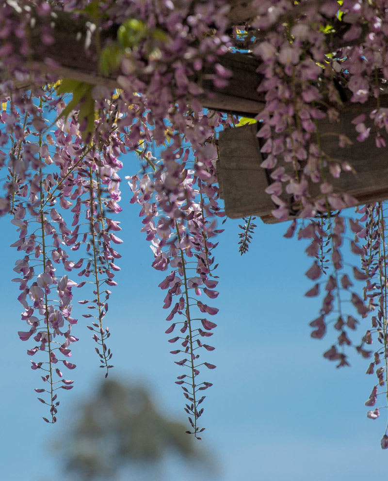 NewWisteriaDetail Wisteria detail