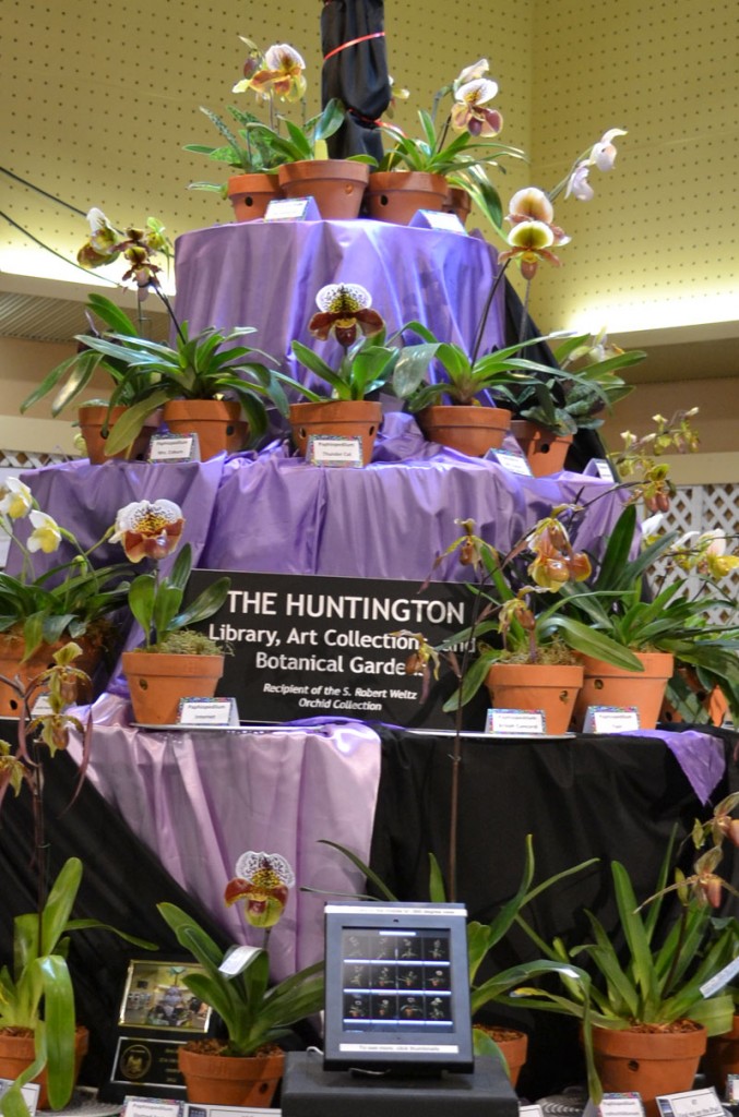 SBOrchidexhibit Orchid exhibit
