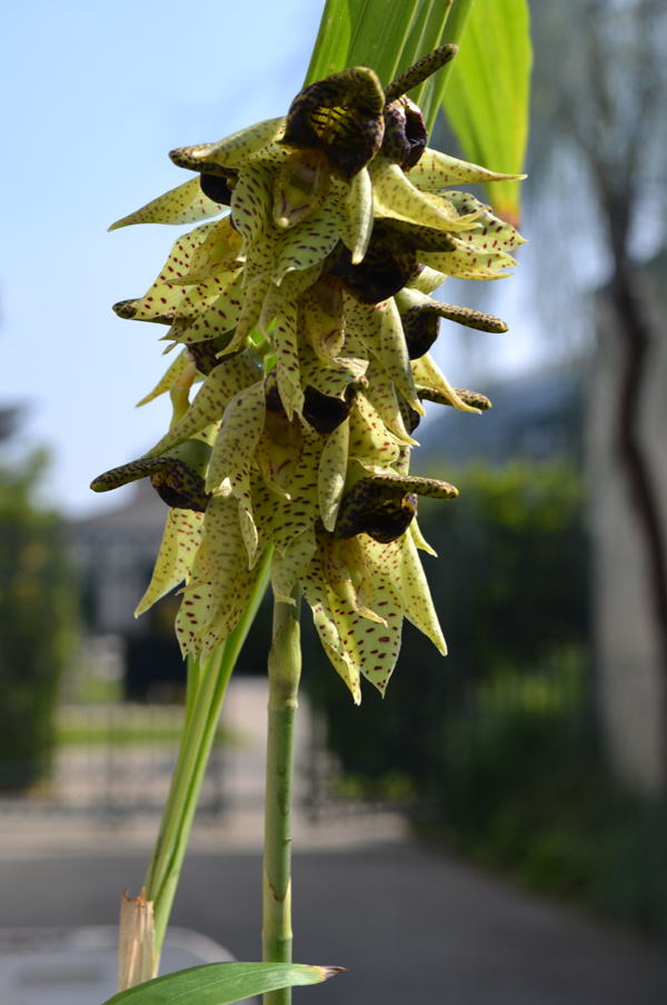 orchid-pollen Green orchid