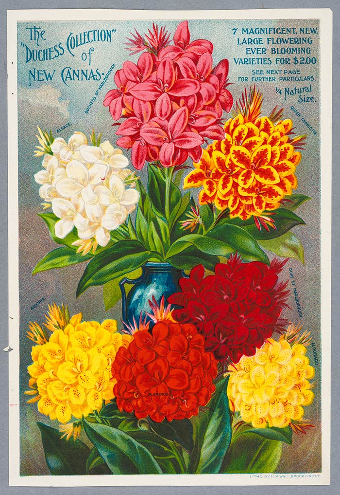 Color plate illustrations depicting fruit and floral varieties populated mail-order seed catalogs and horticulture magazines of the period. Their characteristically bold, vivid designs practically jumped off pages otherwise filled with black-and-white text. This example appeared in a publication circulated by The Dingee & Conard Company of West Grove, Pennsylvania. The “Duchess Collection” of New Cannas, color plate illustration, ca. 1897, H. M. Wall, Brooklyn NY, color lithograph on paper, 9½” x 6½”. Gift of Jay T. Last. The Huntington Library, Art Collections, and Botanical Gardens.