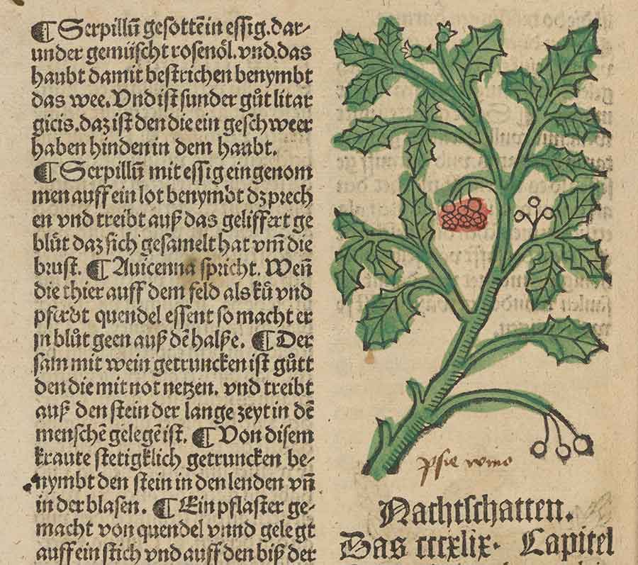 The Huntington’s copy of this rare 1499 edition of the Gart der Gesundheit (Garden of Health), has contemporary coloring and extensive annotations. There are apparently only nine other copies in holding institutions throughout the world. The volume’s chapter on nightshade (pictured) mentions that it can have numbing or analgesic effects. The Huntington Library, Art Museum, and Botanical Gardens.