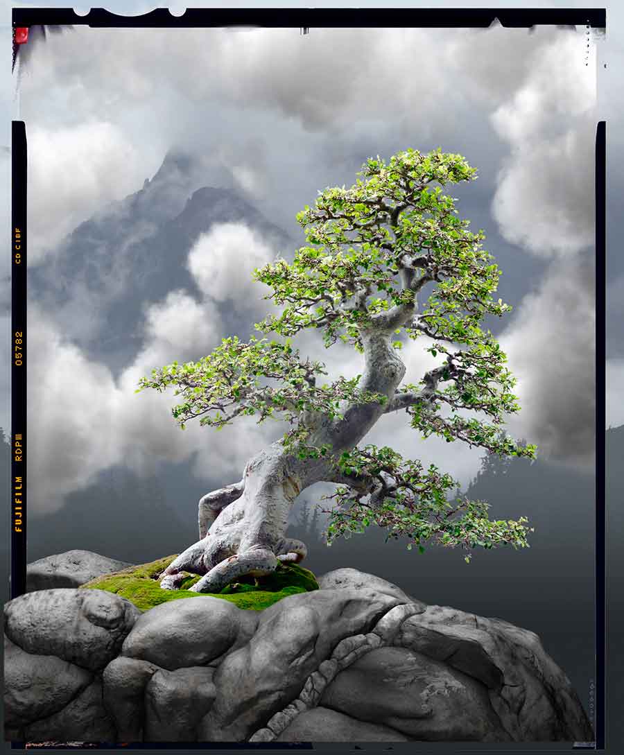 During a one-month fellowship at The Huntington, Hilyard shot this miniature Chinese elm tree, pictured left, a type of penjing in the Chinese garden. Then he used 3-D software to add rocks and clouds, tricking the eye into thinking it’s full-sized. During a one-month fellowship at The Huntington, Hilyard shot this miniature Chinese elm tree, pictured left, a type of penjing in the Chinese garden. Then he used 3-D software to add rocks and clouds, tricking the eye into thinking it’s full-sized.